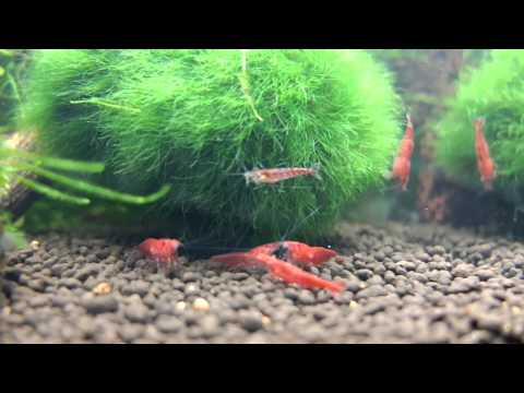 download lagu mp3 mp4 Crevette Dans La Mer, download lagu Crevette Dans La Mer gratis, unduh video klip Crevette Dans La Mer