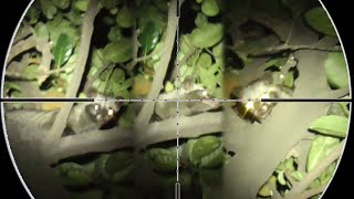 Download lagu BERBURU MUSANG PANDAN MENGGUNAKAN NV PART 007 V mp3 Download lagu BERBURU MUSANG PANDAN MENGGUNAKAN NV PART 007 V mp3