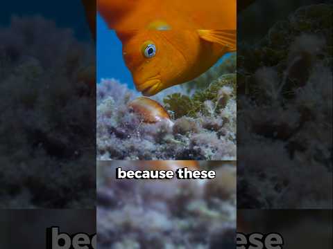 The Fish That Domesticated Humans! 🐟🙋‍♂️🤯