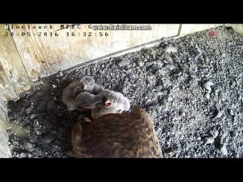 MPEC Włocławek Poland - Dinner for Five chicks  -  2016 05 20 16 27