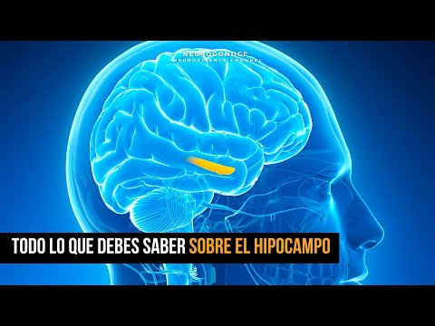 Hipocampo y Memoria: Neurogénesis, Mapas Espaciales y Plasticidad En Acción.