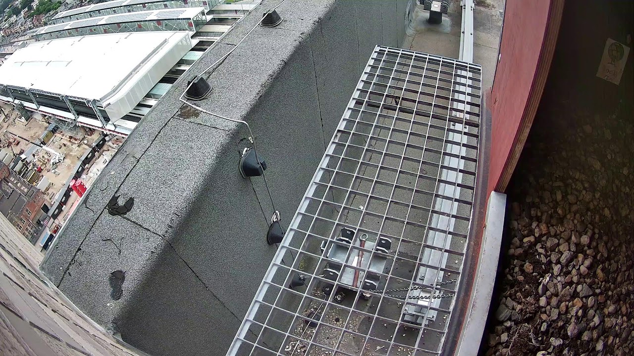 Live webcam view of Halcón Peregrino fuera del Nido en Gante