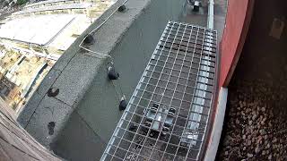 🔴Live Webcam @ Virginie Lovelinggebouw Ghent - Outside Nest