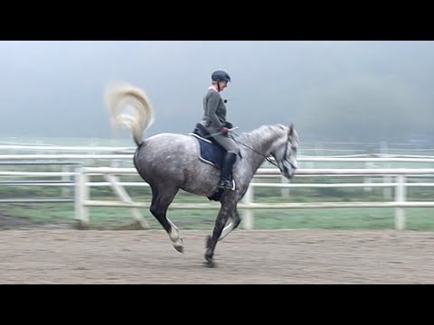 Traversale vorbereiten u. lernen - Jungpferd im Reittraining bei Ariane Telgen