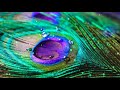 Mayilirage Mayilirage Song Remix 5 1 Echo Effect 5 1 Audio Sounds DJ Mix Kutty Musicals