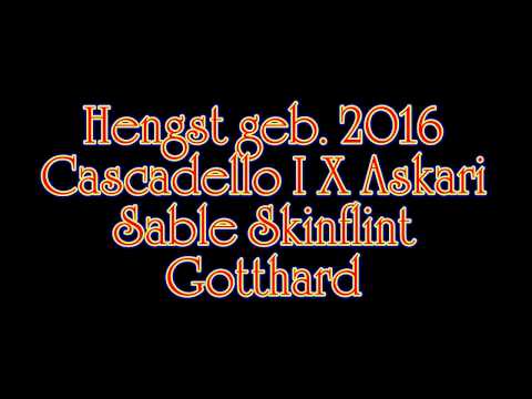 Cascadello I x Ascari 2j. Hengst m  Mutter