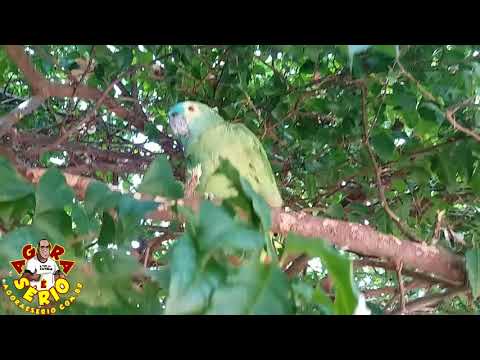 Repórter Favela no Bar Vivam em Pardinho