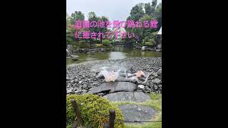 庭園の小池を元気に飛び跳ねる鯉達