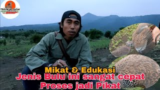 Download lagu MIKAT BURUNG TEKUKUR 1 JANUARI 2022 , BURUNG HUTAN TIPE PENGUKU IKUT PIKAT PULANG. mp3