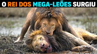 🚨 AGORA! Surgiu um leão MAIS FORTE que os MEGA-LEÕES de Ngorongoro