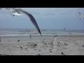 Seagulls On The Beach Feeding Frenzy