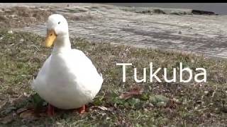 サーキット巡り 筑波サーキット
