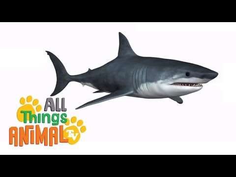 SHARKS: Animals for children. Kids videos. Kindergarten | Preschool learning