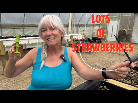 I Grow RECORD-BREAKING Hydroponic Strawberries in Containers!