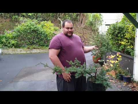 Trunk Chopping a Totara and Wiring a Juniper (Pre-Bonsai)