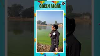 Why Do Green Algae Appear on the Surface of Water? #PhysicsWallah #PhysicsWallahEnglish