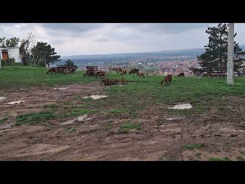 Goats on Hisar Hill