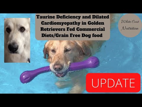 Taurine, Grain-free Dog Food & Dilated Cardiomyopathy in Golden Retrievers-Update since FDA warning.
