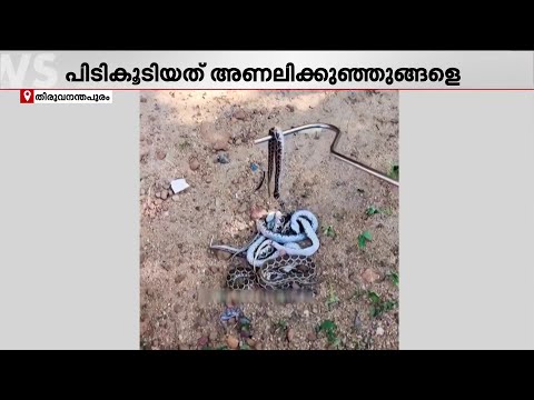 പൂച്ച സെർ വേറെ ലെവൽ ! ഒരു മണിക്കൂറിൽ കടിച്ചുകുടഞ്ഞത് 8 അണലിക്കുഞ്ഞുങ്ങളെ... | Cat | Snake