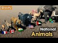National Animals of Countries