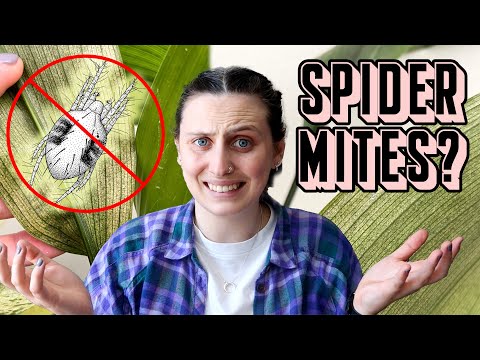 Getting Rid of SPIDER MITES 😳🕷🪴 symptoms, treatment & prevention