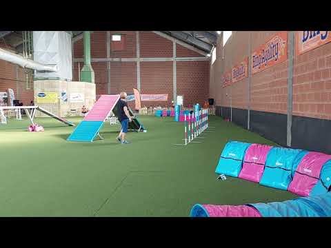 Wondersoul Tesla at the Bing Agility Cup 21.08.2021