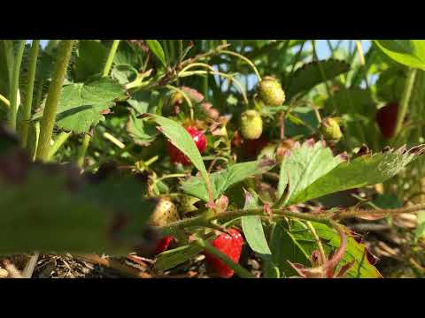 Into the Page: Henry David Thoreau, Journal entry, ancestral home of Native Americans