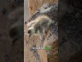 Geese Chicks Jump Off Cliff Without Wings 🪿 Animals Nature Wildlife