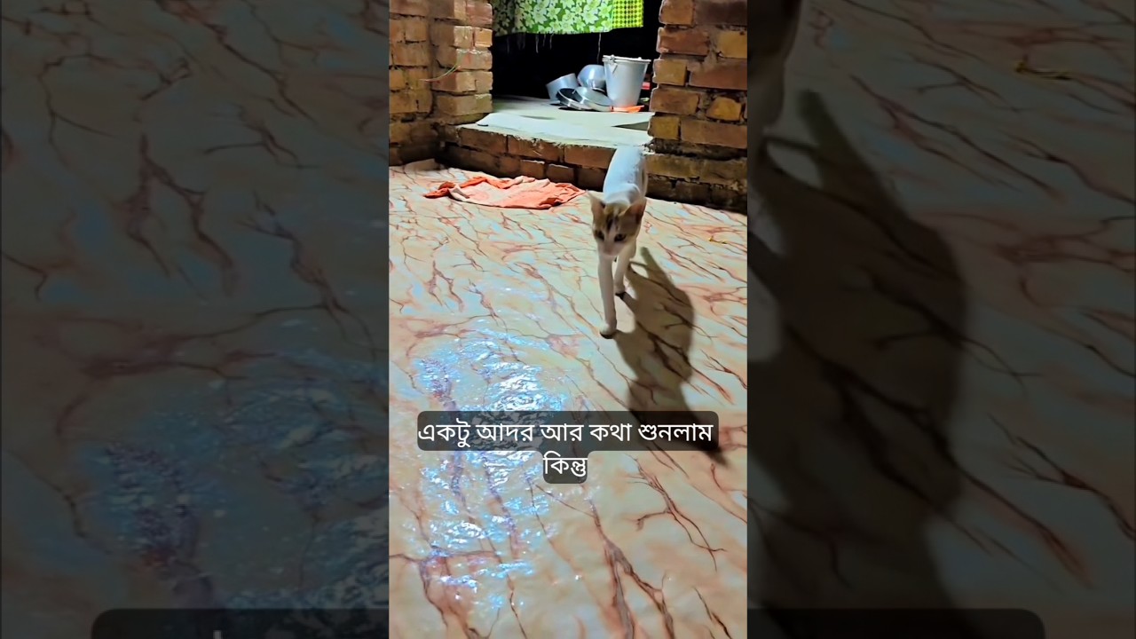 আমার ছোট্ট ধোসা দেখুন কী করছে! 🐾😂 #shorts #cat