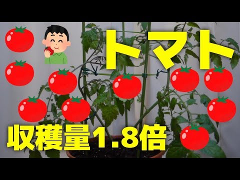 トマトの剪定方法は？収穫量を増やすための完全ガイド!  庭園