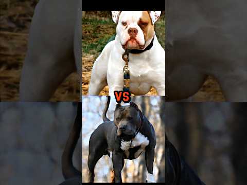 PIT BULL VS AMERICAN BULLDOG,DOBERMAN,CANE CORSO,BULL TERRIER,TOP 15 MOST DANGEROUS BREED PART3#dog
