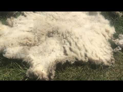 DIY make your own vitamin D3 from wool!