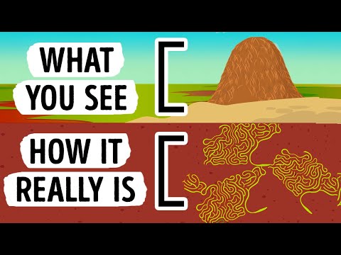 How an Ant Hill Looks Inside