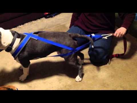 YouTube video about: How to make a dog weight pulling harness?