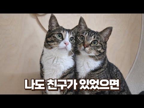 보름이가 깝순이 미워했던 이유를 알았어요 몰랐던 내 고양이의 마음