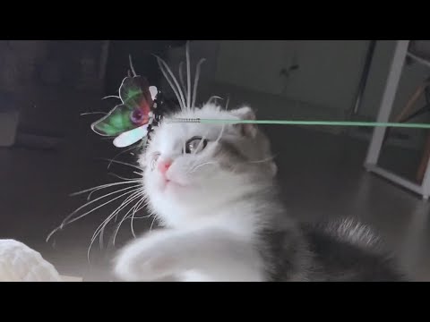 Is a cat's whiskers this long?