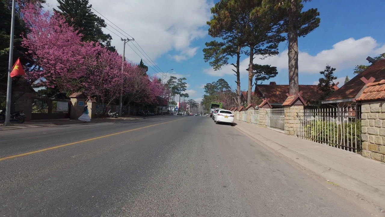 Driving Through a Pink Dream: Dalat Cherry Blossom Season