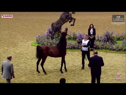 N 220 ASAYEL RASHIQ   9th Qatar Peninsula AHS for Individual Owners 2024   Stallions 11+ Years Old C