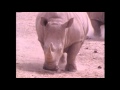Wonders Of God S Creation 5 Animal Kingdom