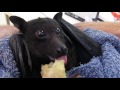 Humphrey the bat eats a banana