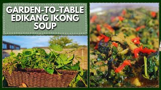 Homegrown Goodness: Fresh Ugu & Waterleaf Turned Into Edikang Ikong