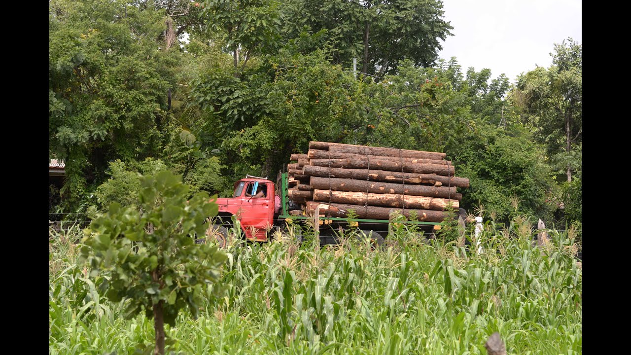 Los verdaderos gorgojos que descortezan el pino en Nicaragua