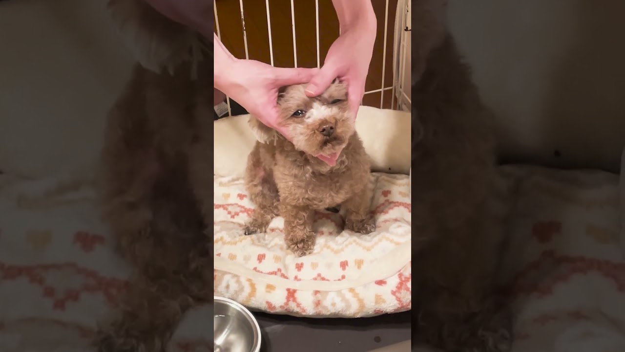 犬エステしてみた　#shorts #トイプードル 　#かわいい 　#犬