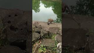 pity dead baby monkey .  #shorts