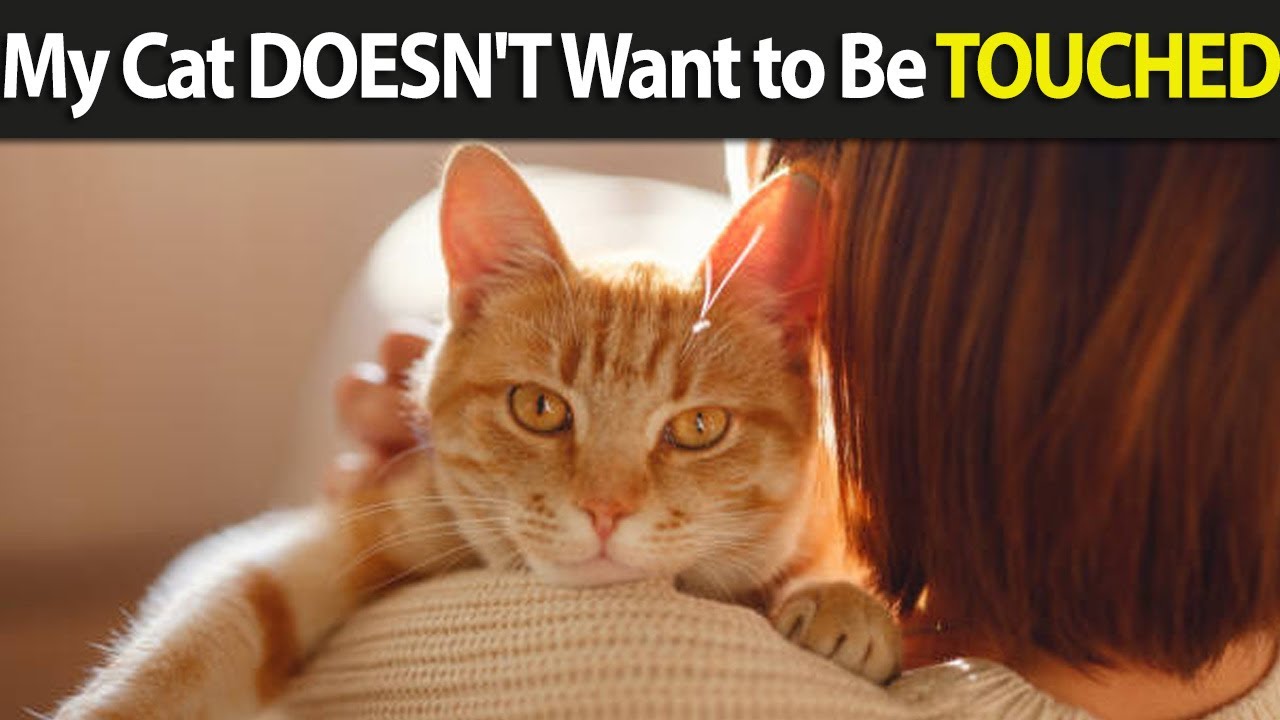 My Cat DOESN'T Want to Be TOUCHED