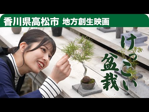 園芸 コンババ、剛毛の菩提樹、パペダ・ド・モーリス