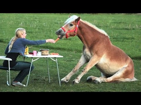 Des vidéos de chevaux drôles et mignonnes qui vous feront changer d'humeur pour de bon