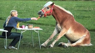 Des vidéos de chevaux drôles et mignonnes qui vous feront changer d'humeur pour de bon
