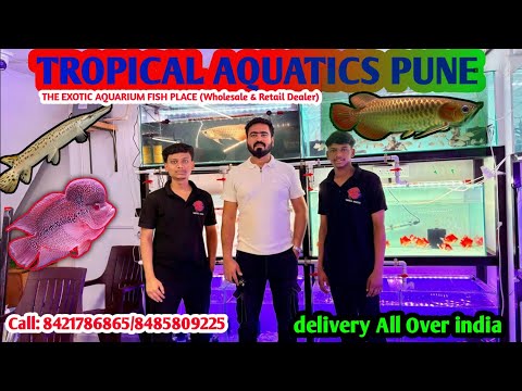 Tropical aquatics pune || exotic and rare variety fish || wholesale aquarium shop pune