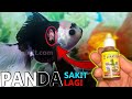 Obat Buat Ikan Hias Yg Luka Dalam Di Bagian Kepala